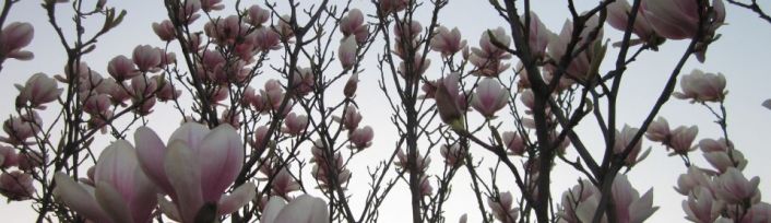 Magnolien im März